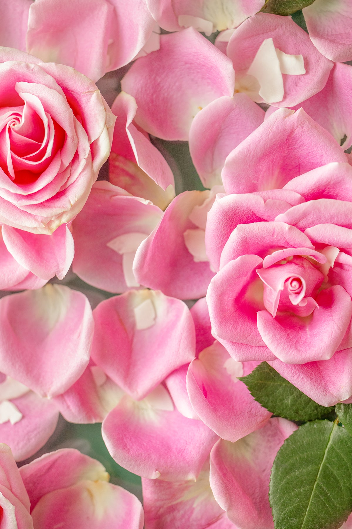 Roses
